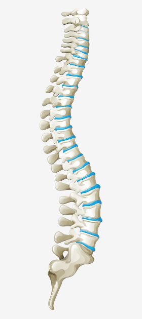 体を支える屋台骨・『脊椎』をご存知ですか？