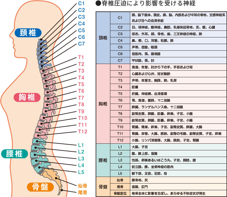 脊椎